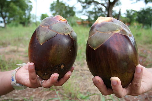 Borassus akeassii